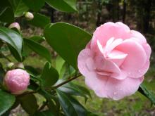 Camelia-2.jpg