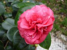 Camelia-R.jpg