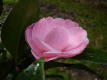 camelia-3.jpg