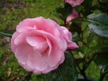camelia-4.jpg