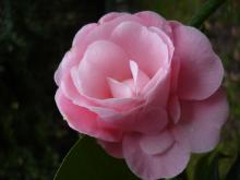 camelia-6.jpg