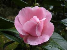 camelia-8.jpg