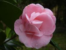Camelia-1.jpg